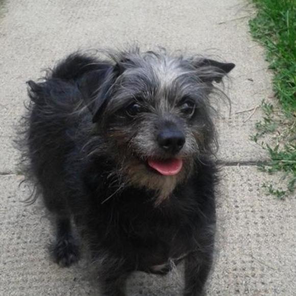 Meet your Posher, Robin - Picture 1 of 1